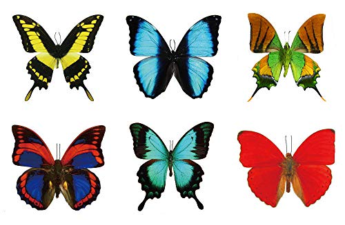 Nagy Pillangó Ideiglenes Tetoválás által Pillangó Utópia (12 Lap)